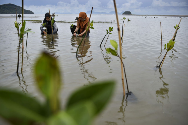 Salah satu cara untuk menjaga ekosistem dan menghambat abrasi di pesisir pantai adalah penanaman pohon bakau (mangrove). Hal inilah yang dilakukan puluhan mahasiswa di Aceh.