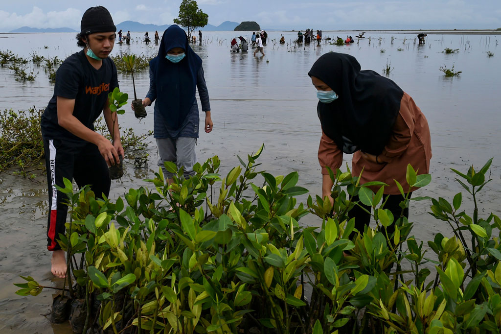 Penanaman bibit manggrove di daerah pesisir itu merupakan program rehabilitasi ekosistem mangrove yang dicanangkan pemerintah dengan target 600 ribu hektare dalam tahun 2020-2024.
