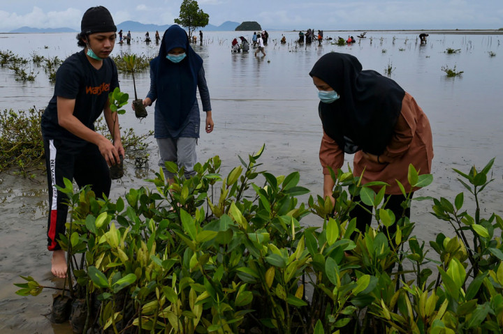 Penanaman bibit manggrove di daerah pesisir itu merupakan program rehabilitasi ekosistem mangrove yang dicanangkan pemerintah dengan target 600 ribu hektare dalam tahun 2020-2024.