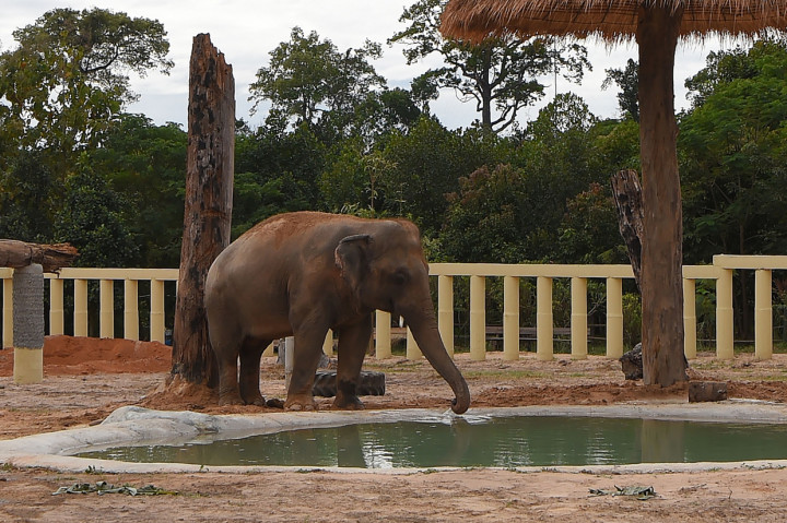 Kaavan, satu-satunya gajah Asia yang dimiliki kebun binatang di Pakistan, akhirnya dipindahkan ke cagar alam di Kamboja. AFP Photo/Tang Chhin Sothy