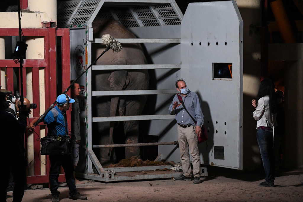 Begitu buruknya keadaan Kaavan di kebun binatang tersebut, para aktivis binatang, telah bertahun-tahun mengkampanyekan agar Kaavan dipindahkan ke tempat yang lebih baik. 
