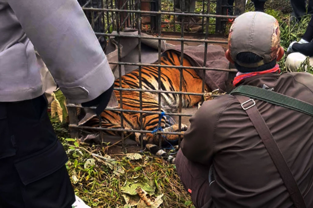 Tim BKSDA Sumbar dan dokter hewan dari Pusat Rehabilitasi Harimau Sumatera Dharmasraya (PR-HSD) selanjutnya mengevakuasi salah satu harimau Sumatera yang masuk perangkap tersebut. Perangkap dipasang karena sebelumnya diperkirakan ada dua marimau yang telah masuk ke permukiman warga. 