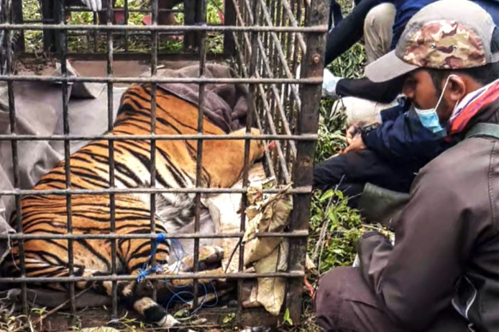Petugas Badan Konservasi Sumber Daya Alam (BKSDA) Provinsi Sumatera Barat memeriksa kondisi harimau sumatera (Panthera tigris sumatrae) yang masuk perangkap di Jorong Rawang Gadang, Nagari Simpang Tanjung Nan Ampek, Kecamatan Danau Kembar, Kabupaten Solok, Sumatera Barat, Minggu, 6 Desember 2020. 