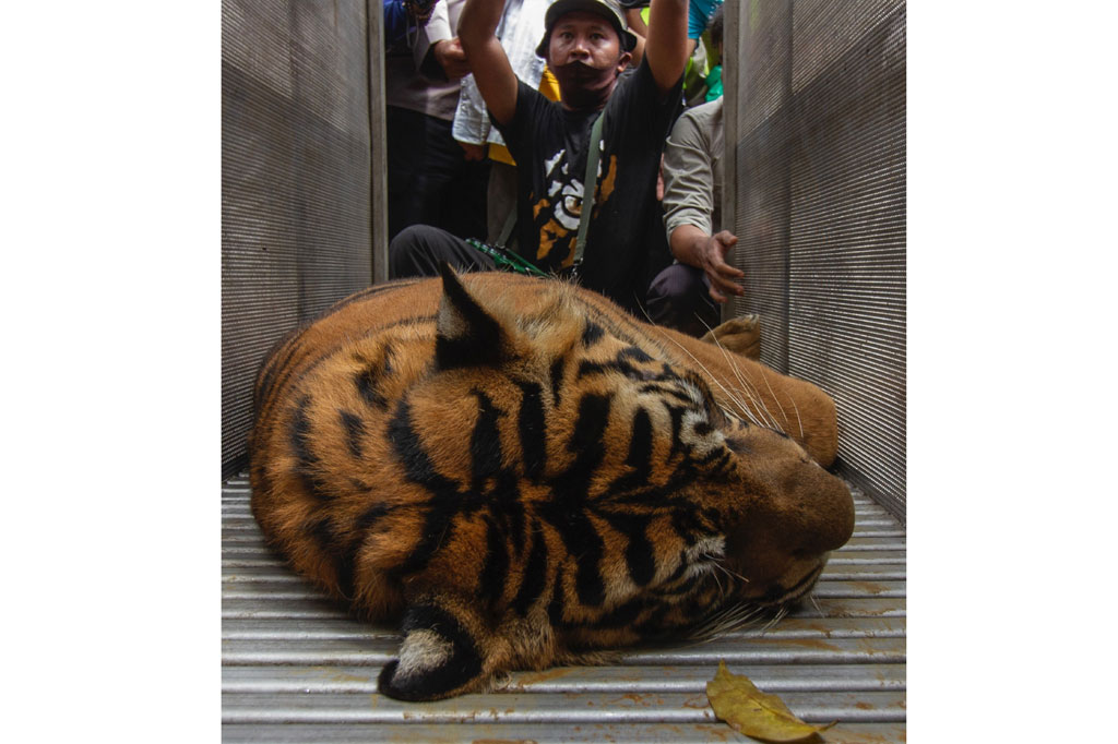 Badan Konservasi Sumber Daya Alam (BKSDA) Sumbar berhasil mengamankan satu lagi harimau sumatera yang sebelumnya berkeliaran di Nagari Simpang Tanjuang Nan Ampek, Kecamatan Danau Kembar, Kabupaten Solok, Sumatera Barat.