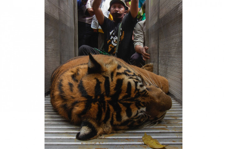 Badan Konservasi Sumber Daya Alam (BKSDA) Sumbar berhasil mengamankan satu lagi harimau sumatera yang sebelumnya berkeliaran di Nagari Simpang Tanjuang Nan Ampek, Kecamatan Danau Kembar, Kabupaten Solok, Sumatera Barat.