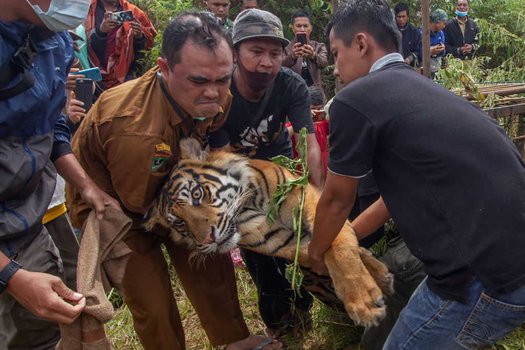 Sebelumnya, pada Minggu, 6 Desember 2020, BKSDA juga mengamankan seekor harimau yang masuk ke perangkap di Jorong Rawang Gadang, Nagari Simpang Tanjuang Nan Ampek. 