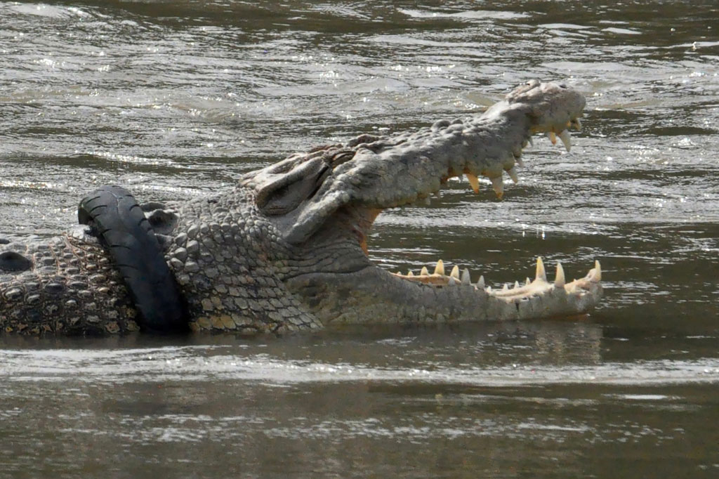 Sebelumnya, berbagai upaya telah dilakukan untuk mencoba melepas ban bekas yang menjerat leher reptil tersebut. Mulai dari pemasangan perangkap hingga ahli buaya dari Australia hingga Amerika Serikat dikerahkan. Namun hingga kini upaya tersebut belum membuahkan hasil.