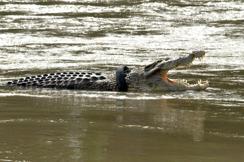 Buaya berukuran besar tersebut terlihat di pinggir sungai sambil membuka mulutnya lebar-lebar. Terlihat ban sepeda motor berwarna hitam masih melingkar di leher binatang liar tersebut. Tampak buaya tersebut sudah semakin besar, dan ban bekas sepeda motor terlihat semakin menjerat lehernya.