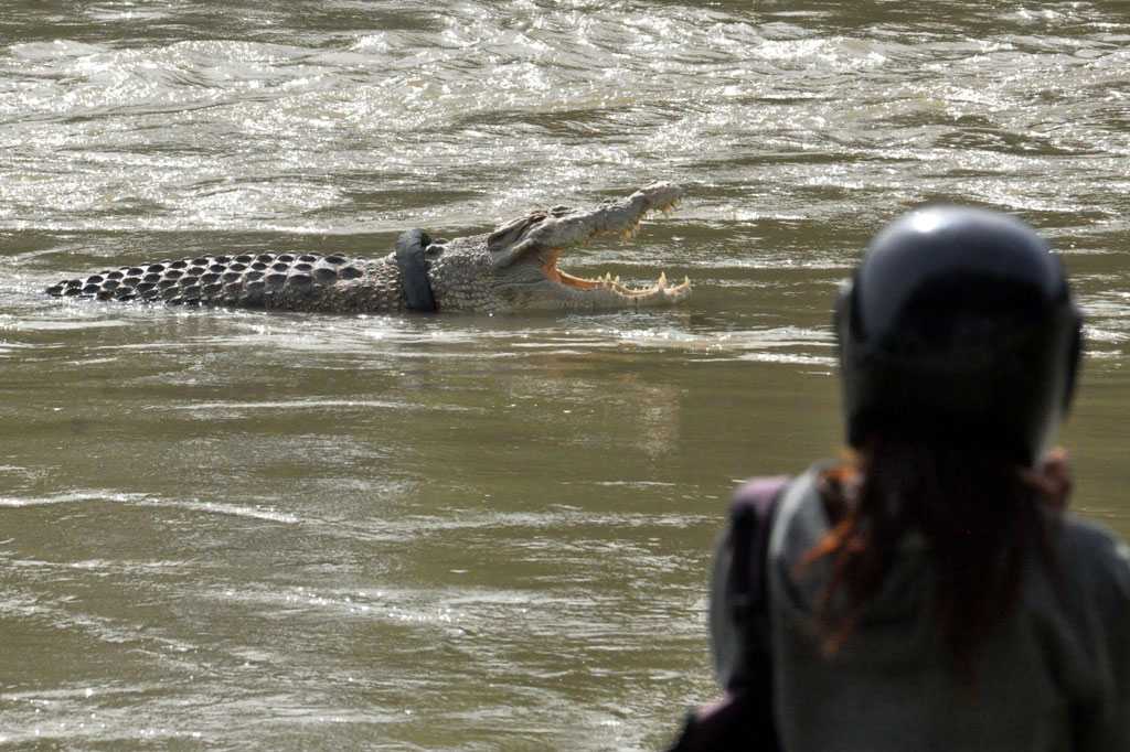 Warga melihat kemunculan buaya berkalung ban bekas sepeda motor di Sungai Palu, Sulawesi Tengah, Senin, 7 Desember 2020.