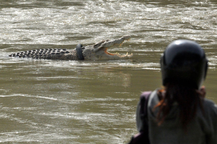 Warga melihat kemunculan buaya berkalung ban bekas sepeda motor di Sungai Palu, Sulawesi Tengah, Senin, 7 Desember 2020.