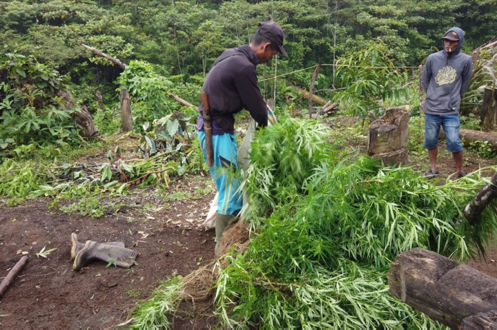 Lokasi penemuan berada di Tematang Selih Bukit Barisan, Kecamatan Pendopo Barat, Empat Lawang. Terdapat dua lahan yang cukup berdekatan ditanami ganja.