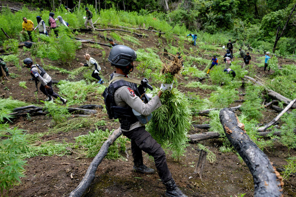 Pemusnahan ladang ganja di Desa Lamreh, Kecamatan Mesjid Raya, Aceh Besar tersebut berlangsung Rabu, 9 Desember 2020. Pemusnahan tanaman ganja melibatkan puluhan personel BNN Provinsi Aceh didukung personel TNI dan Polri.