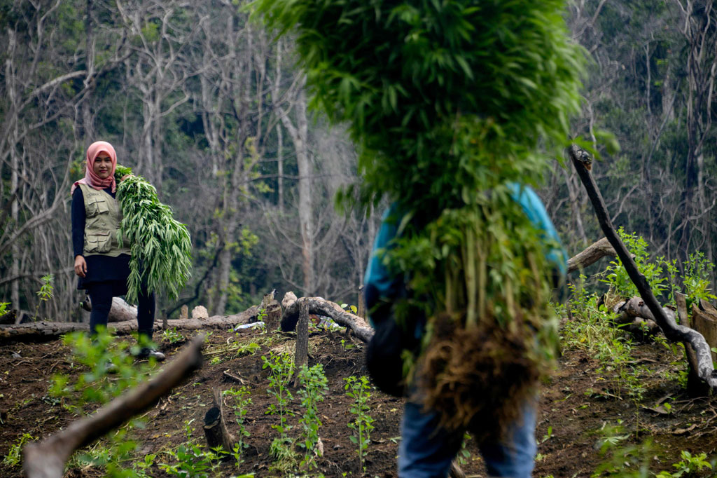 Lokasi ladang ganja berada di lereng bukti. Jarak ladang sekitar satu jam berjalan kaki dari jalan terdekat yang bisa dilalui kendaraan bermotor roda empat. Petugas yang ikut pemusnahan ladang ganja tersebut, juga harus melewati lereng bukit dengan kemiringan hingga 60 derajat menggunakan tali.