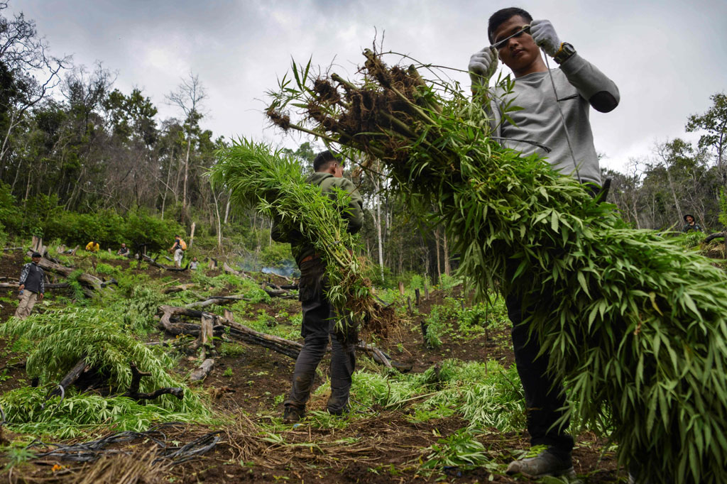 Pemusnahan dilakukan dengan jalan mencabut tanaman ganja tersebut dan kemudian membakarnya. Lokasi pemusnahan dilakukan di dua titik, pertama langsung di ladang, dan kedua di tanah lapang dekat titik terakhir pemberhentian kendaraan bermotor.