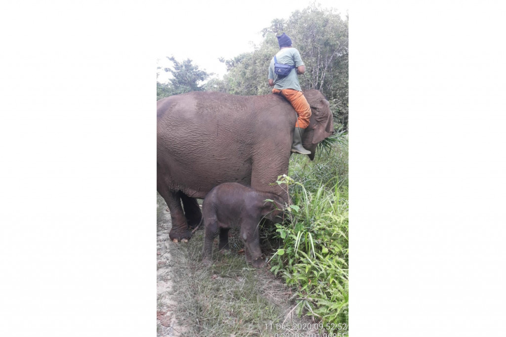 Seekor gajah betina bernama Lisa yang tinggal di Camp Elephant Flying Squad Balai Taman Nasional Tesso Nilo (TNTN), Lubuk Kembang Bungo, Pelalawan, melahirkan bayi gajah jantan.