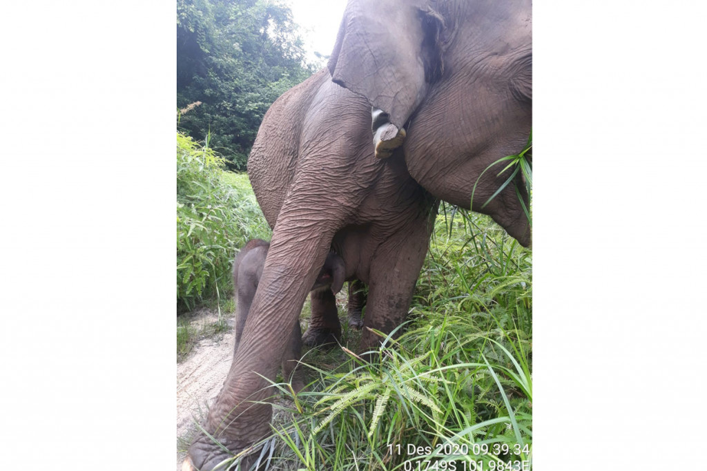 Seekor gajah betina bernama Lisa yang tinggal di Camp Elephant Flying Squad Balai Taman Nasional Tesso Nilo (TNTN), Lubuk Kembang Bungo, Pelalawan, melahirkan bayi gajah jantan.