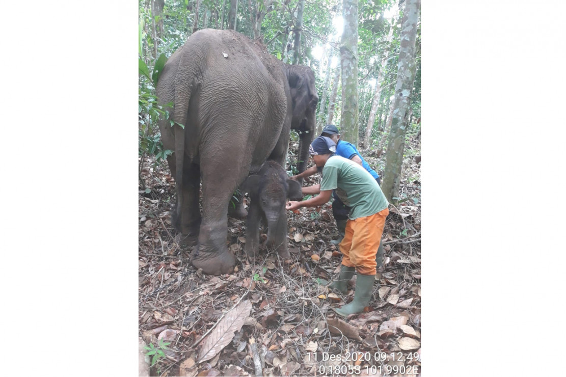 Gajah di Taman Nasional Tesso Nilo Melahirkan Bayi Jantan Gajah di Taman Nasional Tesso Nilo Melahirkan Bayi Jantan