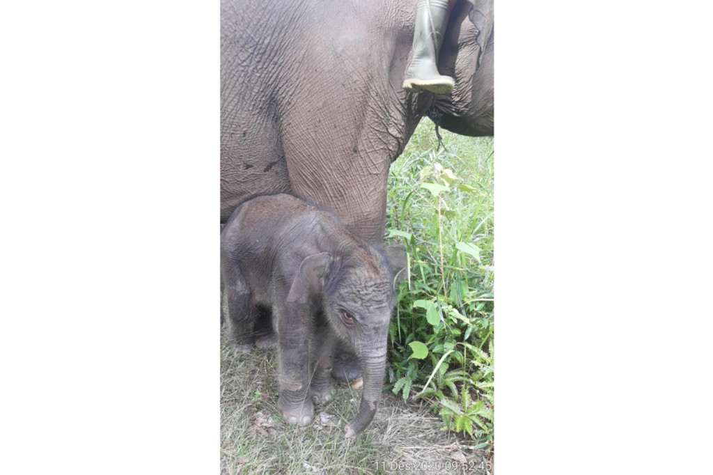 Sementara itu, Kepala Balai Besar Konservasi Sumber Daya Alam (BBKSDA) Riau Suharyono mengatakan, dengan lahirnya satu ekor anak gajah, otomatis akan menambah populasi gajah sumatera di Riau.