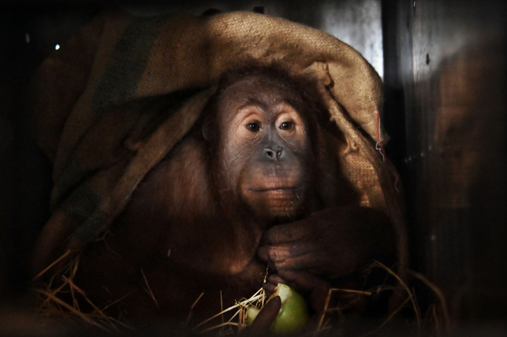 Orangutan yang diamankan dari perbatasan Thailand dan Malaysia sekitar tiga tahun lalu berada di dalam sebuah kandang sebelum diterbangkan ke Indonesia di bandara, Bangkok, Thailand.