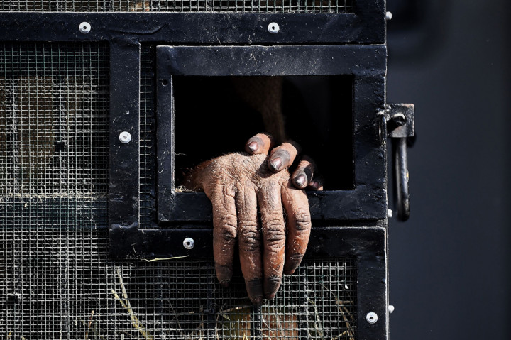 Tangan dari Orangutan yang diamankan dari perbatasan Thailand dan Malaysia sekitar tiga tahun lalu keluar dari jendela makan di dalam sebuah kandang sebelum diterbangkan ke Indonesia di bandara, Bangkok, Thailand.