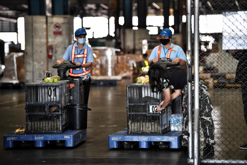 Dua orangutan Sumatera diangkut ke dermaga pabean bandara dalam kandang sebelum mereka dipulangkan dari Thailand ke Indonesia.
