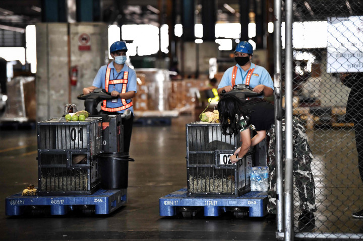 Dua orangutan Sumatera diangkut ke dermaga pabean bandara dalam kandang sebelum mereka dipulangkan dari Thailand ke Indonesia.
