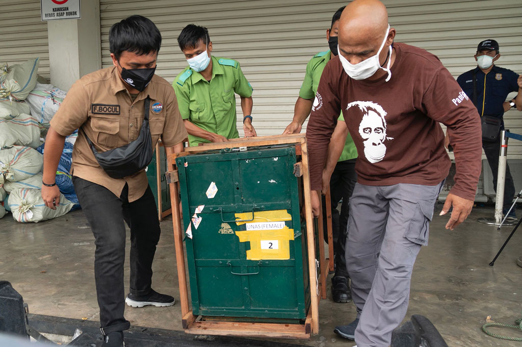 Pekerja mengangkat kandang berisi orangutan Sumatera yang dipulangkan dari Malaysia ke Indonesia, setibanya di Bandara Kualanamu, Medan, Sumatera Utara pada Jumat, 18 Desember 2020.