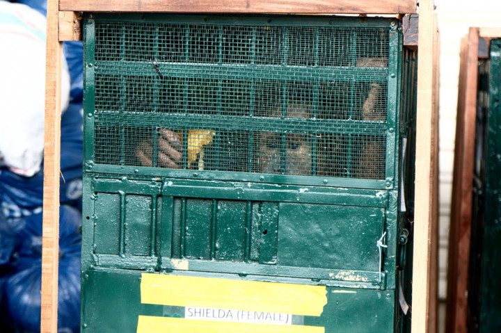 Sebanyak sembilan orangutan (Pongo abelii) tersebut sebelumnya diselundupkan ke Malaysia. Hewan endemik asli Indonesia tersebut merupakan korban perdagangan ilegal satwa liar internasional yang berhasil disita oleh pihak berwenang setempat. Hewan langka tersebut diselundupkan ke Malaysia melalui perairan jalur perairan laut olegal.