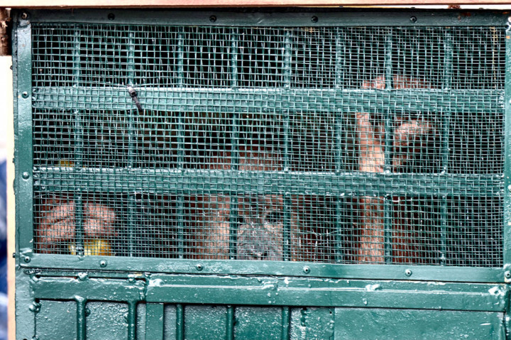 Kesembilan orang utan tersebut diberangkatkan dari Malaysia dengan pesawat Garuda dan transit di Bandara Soekarno-Hatta, Tangerang, sebelum kemudian diterbangkan ke Bandara Kualanamu, Medan. 