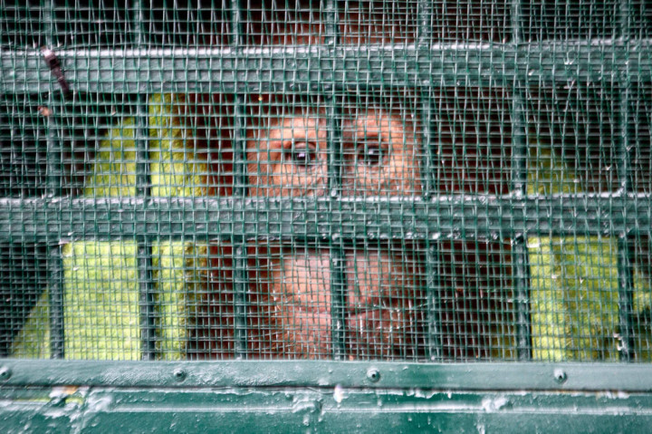 Sebelum dipulangkan ke Indonesia, orangutan tersebut telah menjalani serangkaian pemeriksaan kesehatan oleh otoritas kesehatan baik secara fisik maupun uji laboratorium, termasuk covid-19.