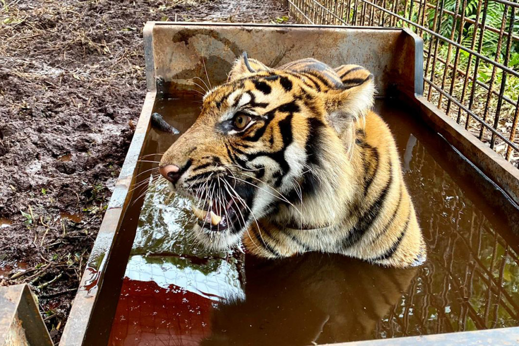 Balai Besar Konservasi Sumber Daya Alam (BBKSDA) Riau KLHK melepasliarkan seekor harimau Sumatera yang diberi nama Corina, ke hutan alam Semenanjung Kampar di Provinsi Riau, Minggu, 20 Desember 2020. Corina sebelumnya terjerat di sebuah kawasan perkebunan.