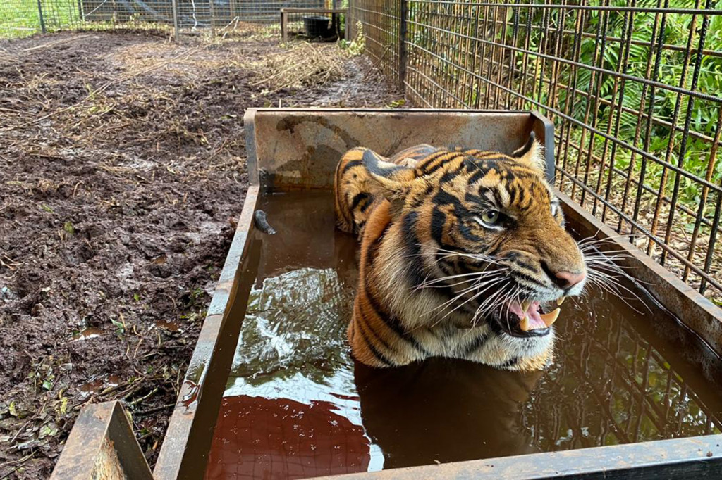 Dirjen Konservasi Sumber Daya Alam dan Ekosistem Kementerian Lingkungan Hidup dan Kehutanan (KLHK) Wiratno, mengatakan pelepasliaran ini merupakan hasil kolaborasi kementerian dengan aktivis lingkungan, sektor atau perusahaan swasta dan akademisi.