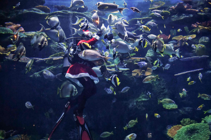 Ikan-ikan menyantap makanan dari tangan Sinterklas yang berinteraksi dengan pengunjung dan berpose dari balik kaca akuarium.