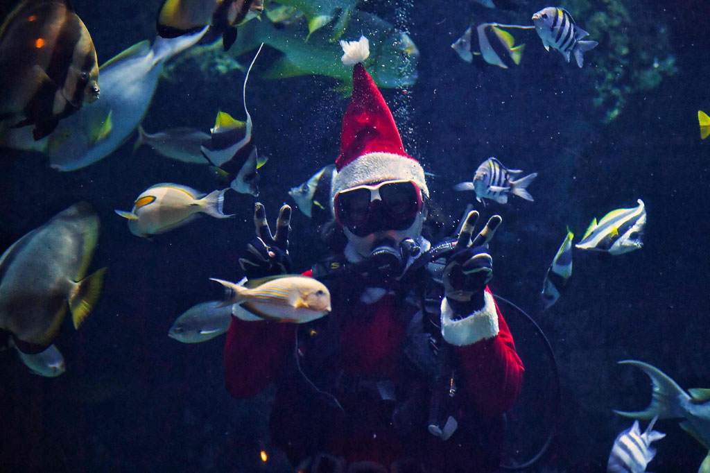 Pengunjung di akuarium Thailand mendapat kejutan besar pekan ini karena mendapat kunjungan dadakan dari Sinterklas yang berenang, membawa sekantong makanan, dan dikelilingi ikan-ikan yang penasaran.