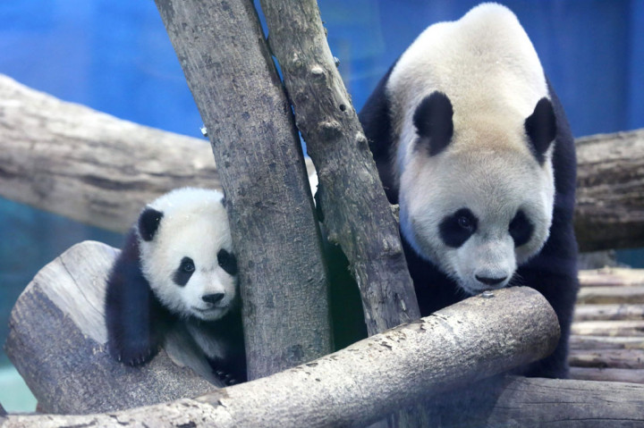 Anak panda raksasa kelahiran Taiwan melakukan debut medianya pada hari Senin, 28 Desember 2020. Anak panda lucu tersebut memanjat bingkai kayu dan bermain dengan serbuk gergaji diiringi suara klik kamera.