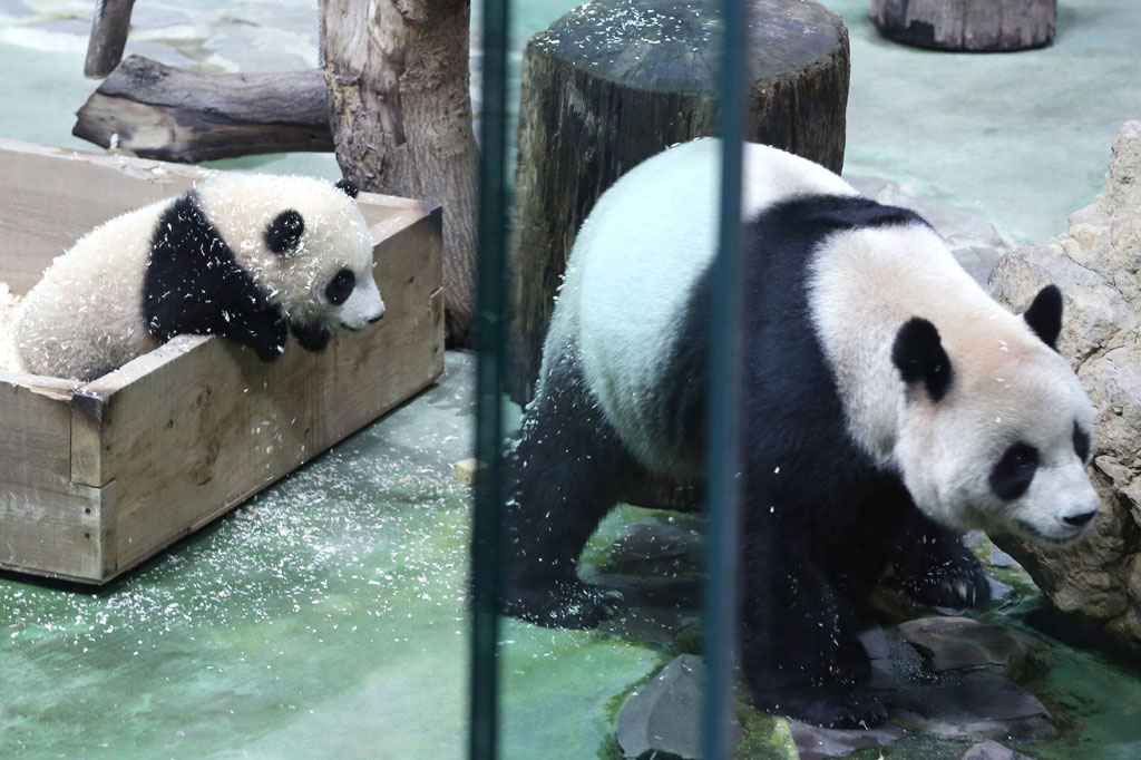 Anak panda itu lahir pada 28 Juni dari induknya Tuan Tuan dan Yuan Yuan, yang diberikan oleh Tiongkok pada 2008, untuk menandai hubungan yang hangat antara kedua saingan tersebut.