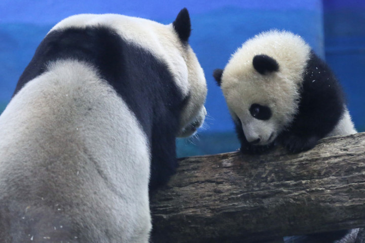 Anak panda raksasa berusia enam bulan Yuan Bao (kanan) dan ibunya Yuan Yuan tampil untuk media di Kebun Binatang Taipei, du Taipei pada Senin, 28 Desember 2020. 
