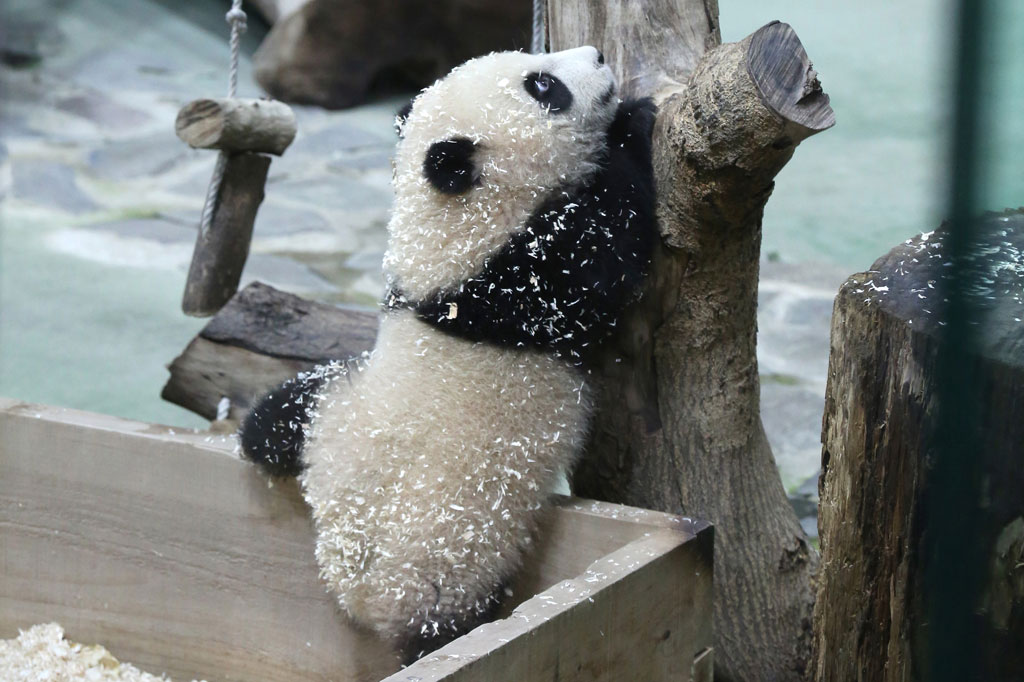 Yuan Bao, yang berarti 'bayi bundar' dalam bahasa Tiongkok, diperkenalkan kepada sekitar 150 wartawan dan tamu undangan bersama ibunya Yuan Yuan di Kebun Binatang Taipei.