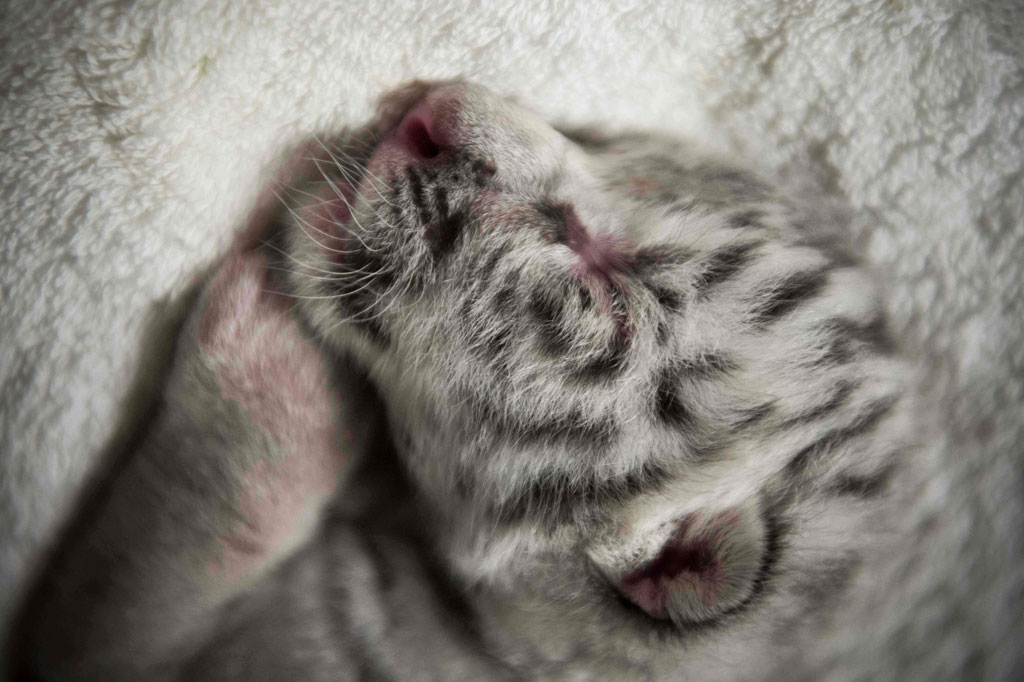 Seekor harimau putih langka lahir di kebun binatang Nikaragua. Anak harimau berjenis kelamin betina bernama 'Nieve' (salju dalam bahasa Spanyol)  tersebut dibesarkan oleh manusia setelah sang induk menolaknya.
