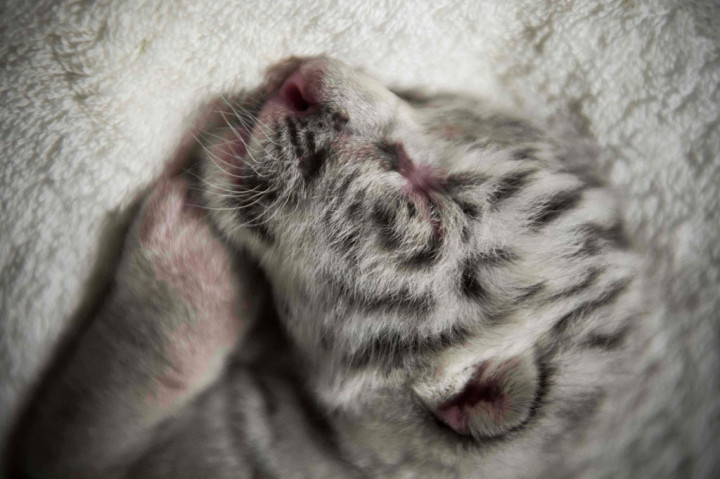 Seekor harimau putih langka lahir di kebun binatang Nikaragua. Anak harimau berjenis kelamin betina bernama 'Nieve' (salju dalam bahasa Spanyol)  tersebut dibesarkan oleh manusia setelah sang induk menolaknya.