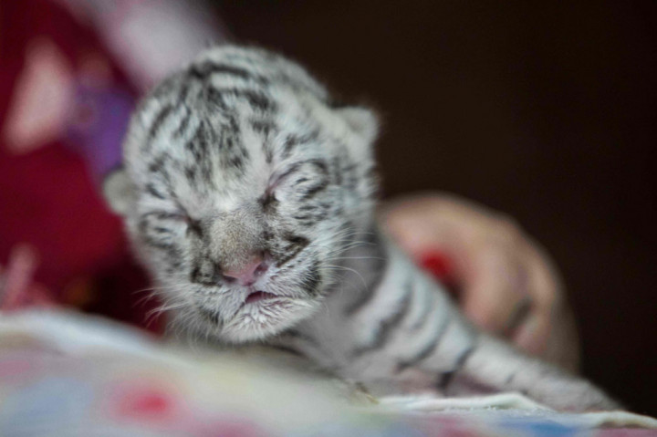 Kelompok konservasi WWF menggambarkan harimau putih sebagai anomali genetik, yang tidak diketahui keberadaannya di alam liar, dan hanya ada beberapa lusin di penangkaran.