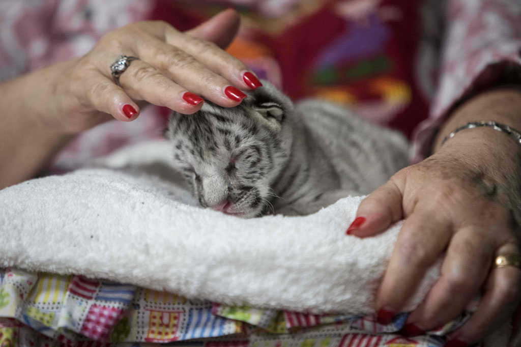 Kebun binatang Nikaragua mengatakan Nieve adalah harimau putih pertama yang lahir di negara itu, dari sepasang harimau Bengal kuning dan hitam.
