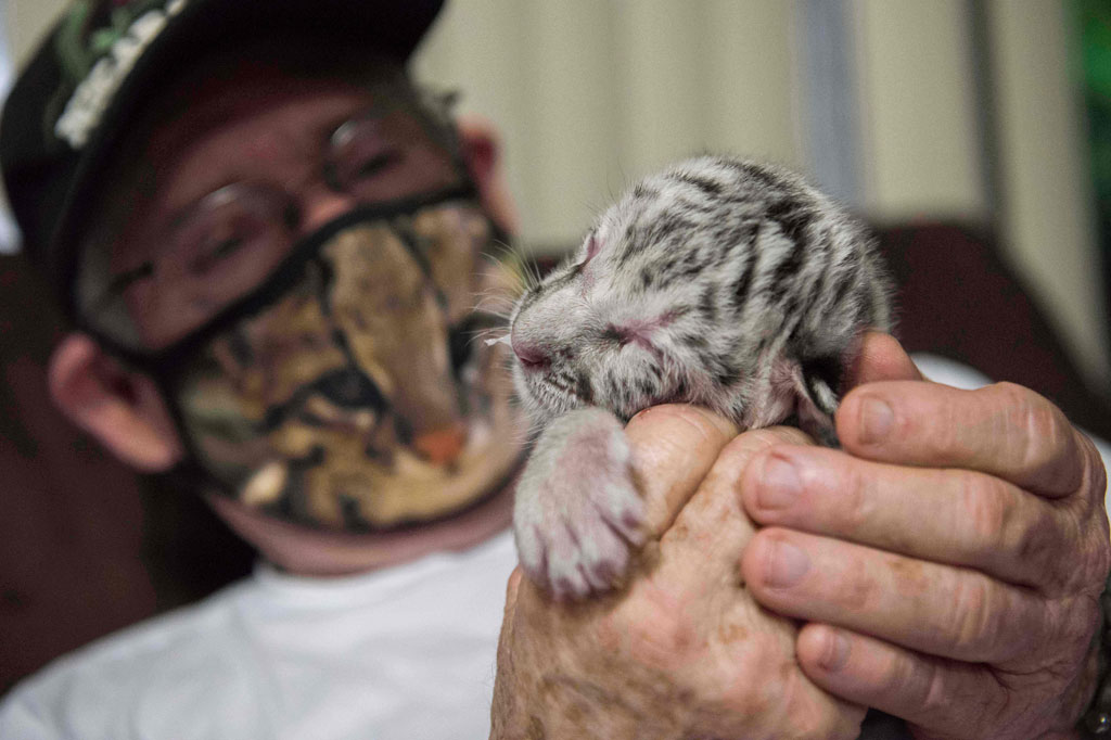 Ibu harimau itu, yang diselamatkan setelah ditinggalkan oleh kelompok sirkus, mewarisi gen langka dari kakeknya, yang juga berkulit putih.