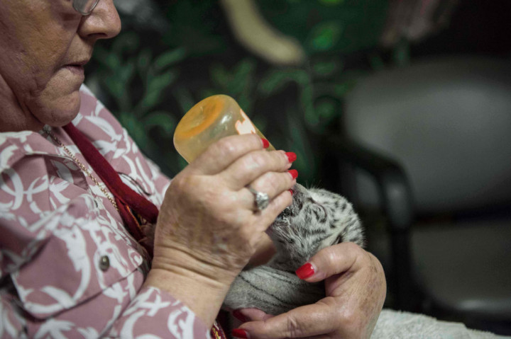 Nieve diambil dari sang ibu yang menolaknya, dan diberi susu botol oleh istri Sacasa, Marina Arguello, yang membantu mengelola kebun binatang dengan sekitar 700 hewan dan sebuah pusat penyelamatan.