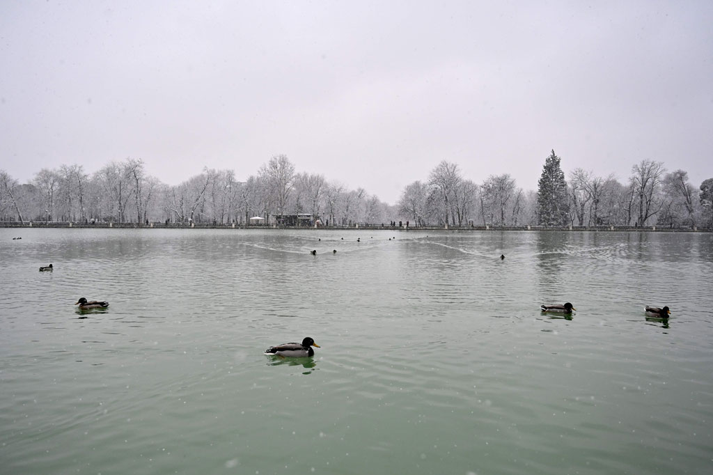 Begitu rendahnya suhu di Madrid membuat bebek-bebek di Taman Retiro kota itu terlihat berjalan terhuyung-huyung saat melintasi danau berperahu yang membeku.