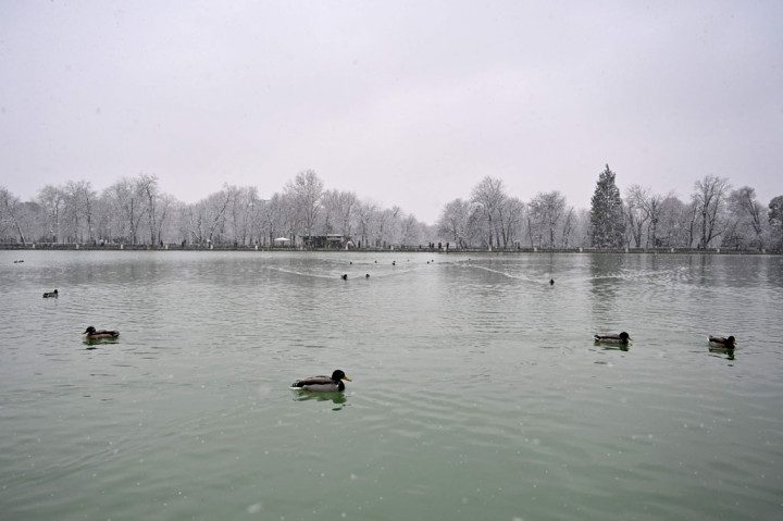 Begitu rendahnya suhu di Madrid membuat bebek-bebek di Taman Retiro kota itu terlihat berjalan terhuyung-huyung saat melintasi danau berperahu yang membeku.