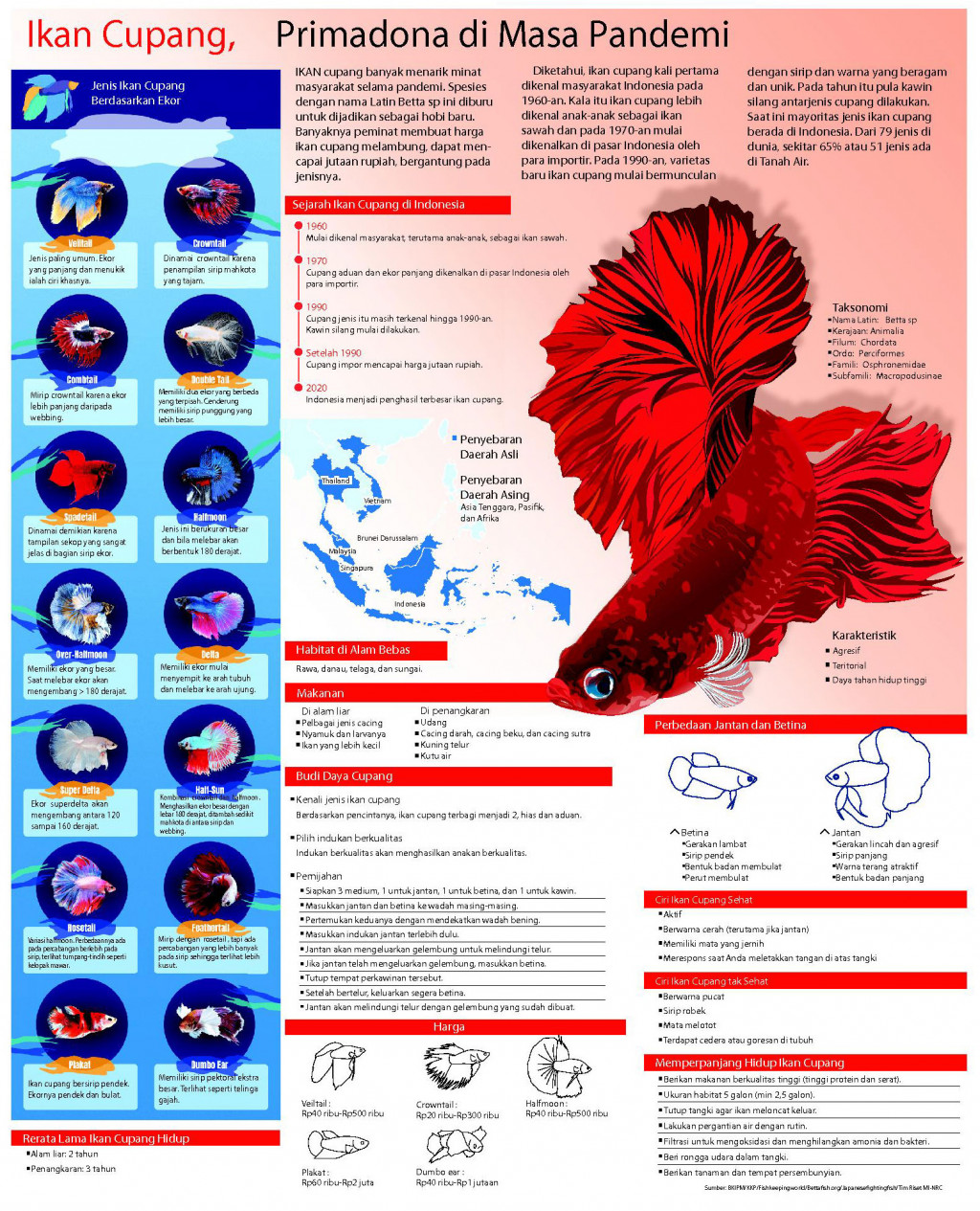 Ikan Cupang, Primadona di Masa Pandemi