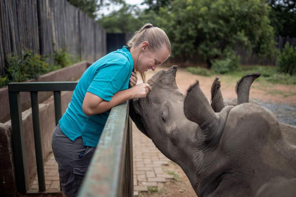 Direktur Yolande Van Der Merwe (38) bermain dengan anak badak di Panti Asuhan Badak di lokasi yang dirahasiakan dekat Mokopane, Provinsi Limpopo, Afrika Selatan.