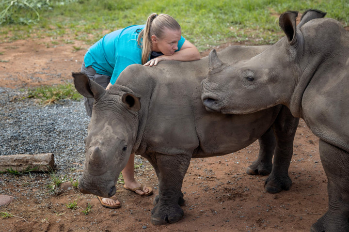 Panti Asuhan Badak di lokasi yang dirahasiakan di Afrika Selatan menjadi pusat non-komersial khusus pertama yang merawat bayi badak yatim piatu dan terluka.