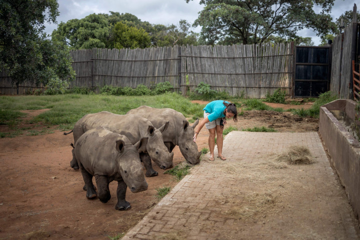 Penjaga Zanré Van Jaarsveld (26) berjalan dengan tiga anak badak di Panti Asuhan Badak di lokasi yang dirahasiakan dekat Mokopane, Provinsi Limpopo, Afrika Selatan.
